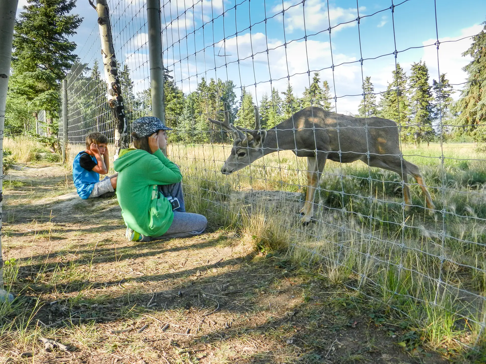 Kids enjoying interaction with a Deer at the Yukon Wildlife Preserve